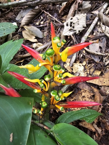 Heliconia schumanniana