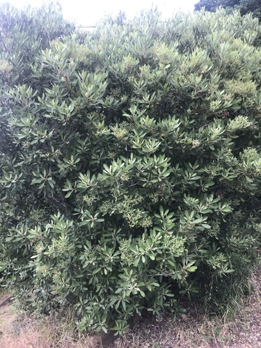 iNaturalist observation photo of Toyon