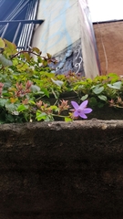 Campanula poscharskyana