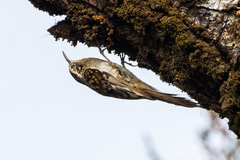 Hume's Treecreeper photo 2