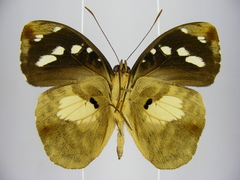 Aterica galene extensa