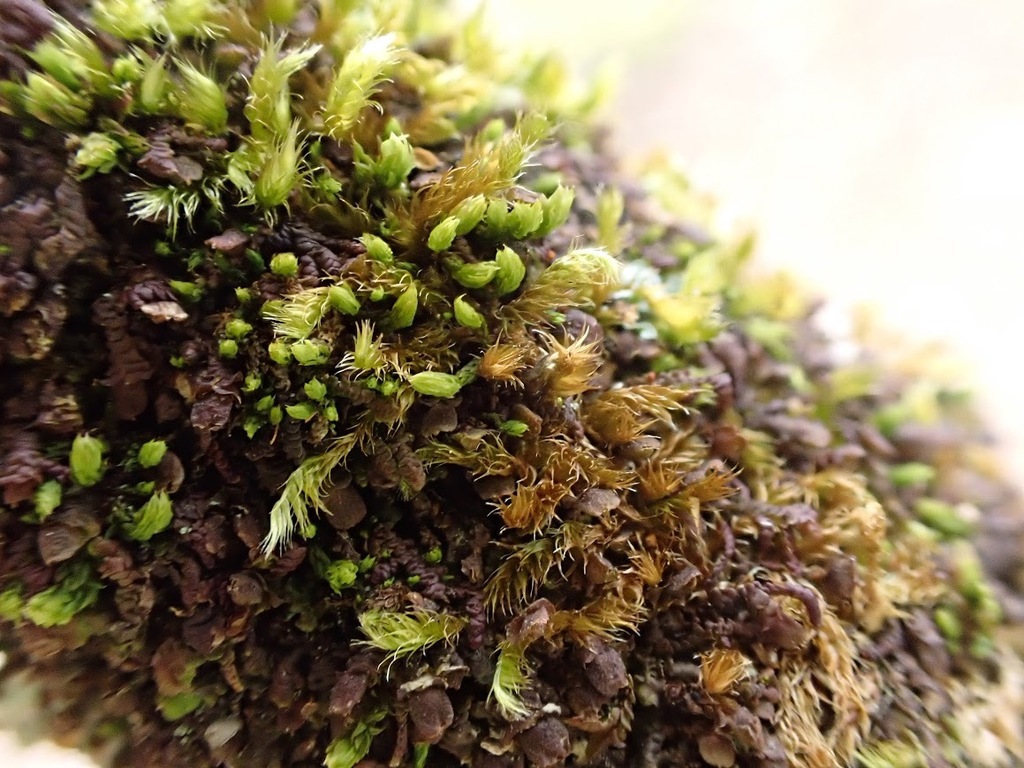 White-tipped Bristle-moss from Ashcombe Bottom East Sussex, UK on April ...