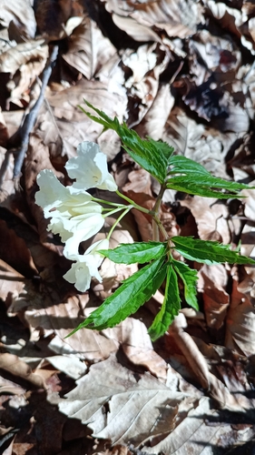 Image of Cardamine kitaibelii by (c) Filippo Ceragioli, some rights reserved (CC BY-SA)