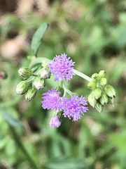 Image of Ageratum conyzoides