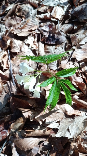 Image of Cardamine kitaibelii by (c) Filippo Ceragioli, some rights reserved (CC BY-SA)