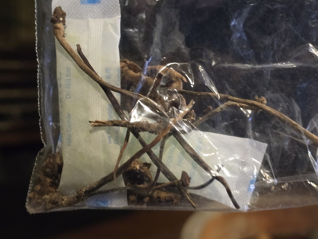 Psilocybe hoogshagenii · April 2024 · photo: © alan_rockefeller (iNaturalist, cc-by-sa)
