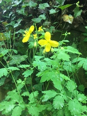 Chelidonium majus