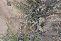 Acmispon argophyllus