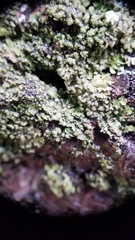 Lecanora conizaeoides