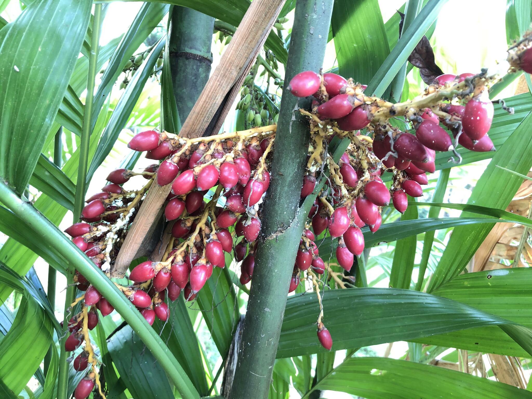 Imagem de areca
