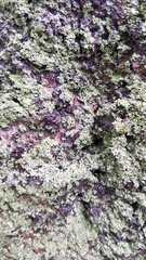 Lecanora conizaeoides