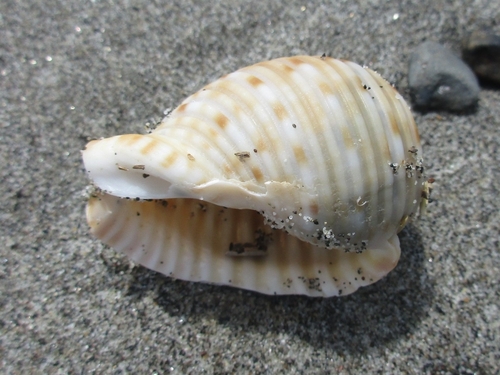 Tonna luteostoma observed 2024-04-02