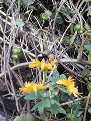 Bombus funebris