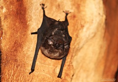 Greater Sac-Winged Bat photo 1