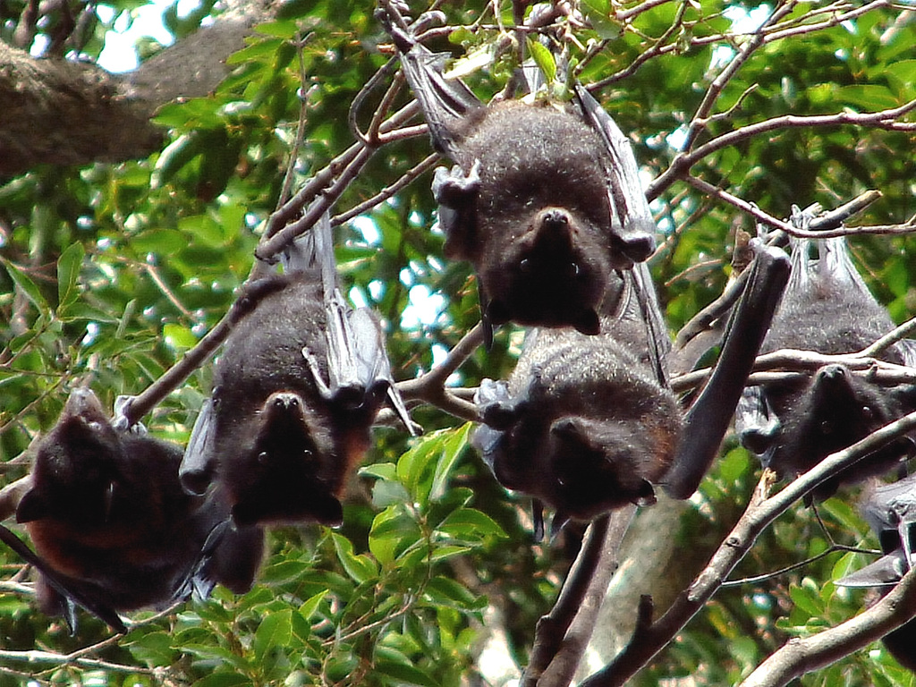 Sunda Fruit Bat