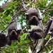 Sunda Fruit Bat - Photo (c) Justin Welbergen, some rights reserved (CC BY)