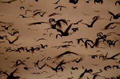 Sunda Fruit Bat photo 3