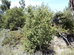 Litsea glaucescens