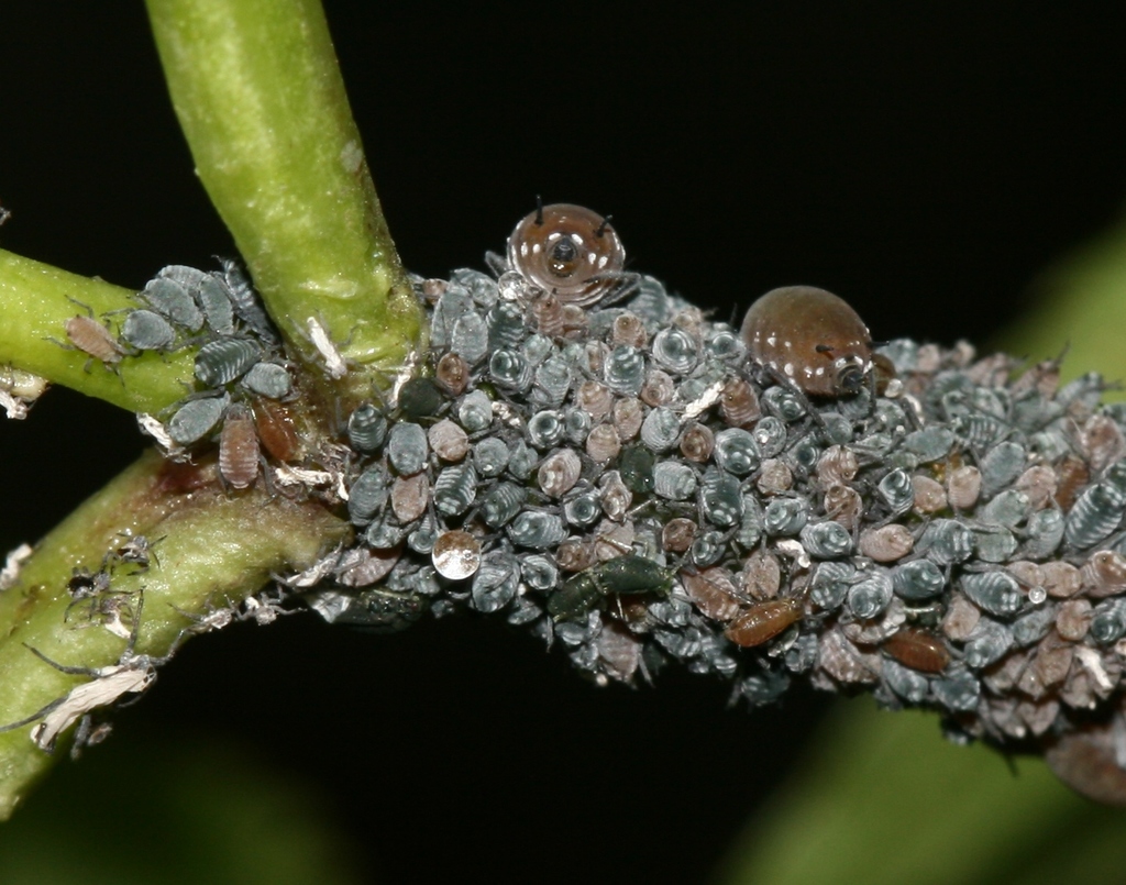 Elder Aphid