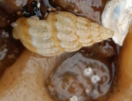 Nassarius capensis observed 2024-04-01