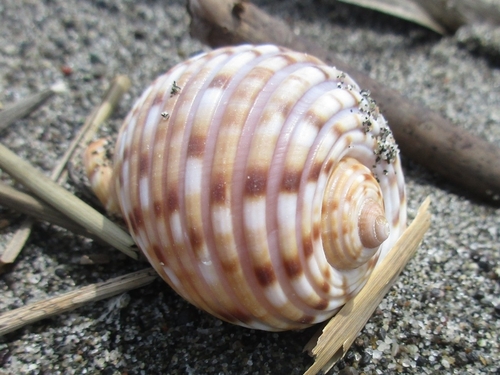 Tonna luteostoma observed 2024-04-02