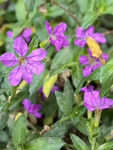 False heather