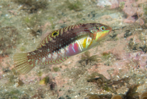 Cloud wrasse (Halichoeres nebulosus) — Labridae — 4