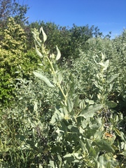 Atriplex lentiformis breweri