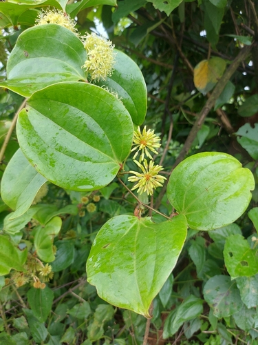 Smilax ovalifolia observed 2023-07-21