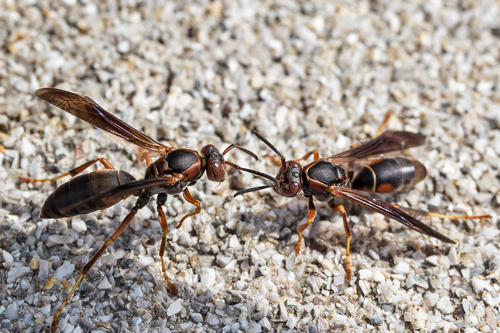 Northern Paper Wasp photo 6