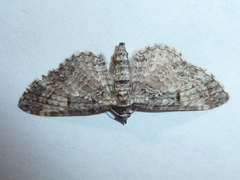 Eupithecia graefii