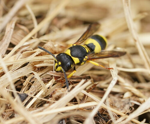 European tube wasp