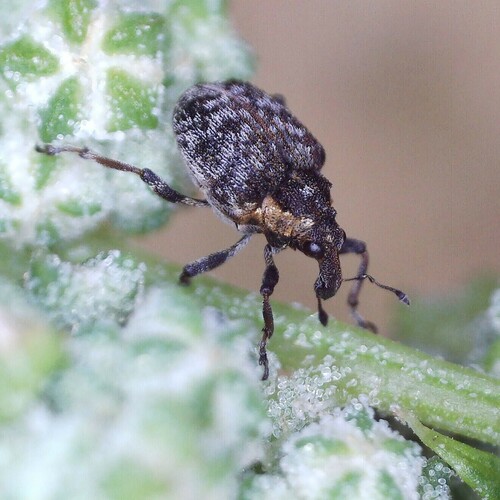 Pelenomus quadrituberculatus
