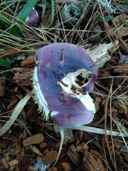 Russula capensis