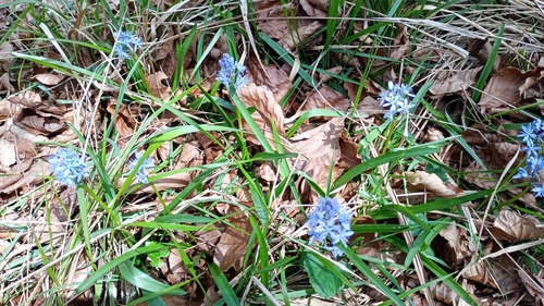 Image of Hyacinthoides italica by (c) Filippo Ceragioli, some rights reserved (CC BY-SA)