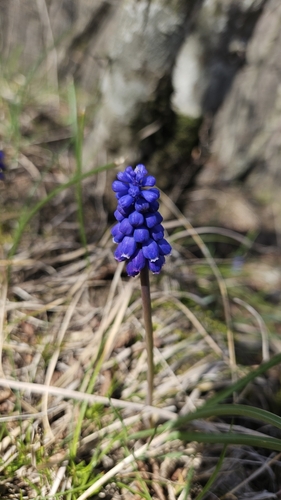 modrica arménska (Muscari armeniacum)