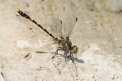 Progomphus obscurus