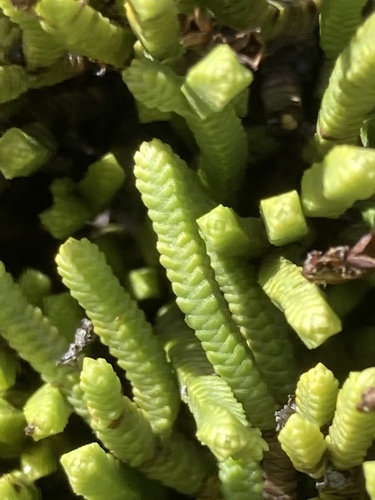 Veronica tetrasticha, photograph 2