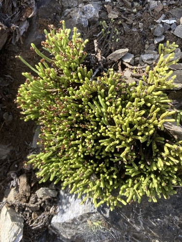 Veronica tetrasticha, photograph 3