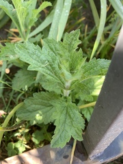 Verbena lasiostachys