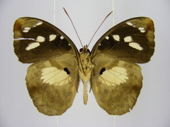Aterica galene extensa