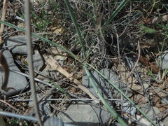 Ornithogalum narbonense