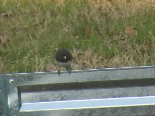 Dark-eyed Junco photographed in South Carolina
