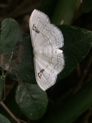 Problepsis digammata