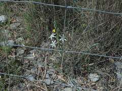 Ornithogalum narbonense