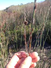 Thamnochortus spicigerus