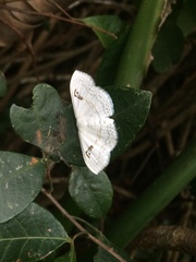 Problepsis digammata