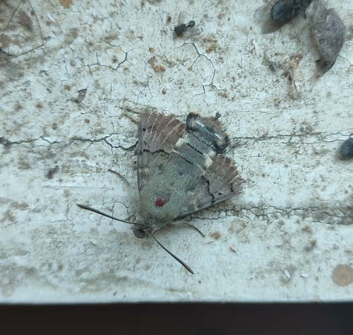 Obična golupka (Macroglossum stellatarum)