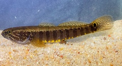 Barred Gudgeon photo 2