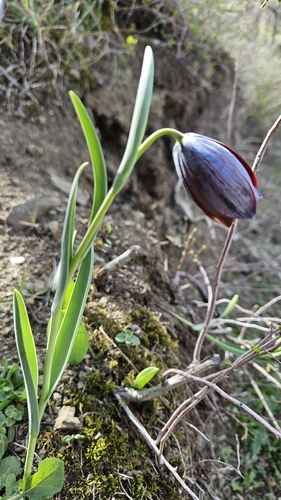 Caucasian fritillary (Fritillaria caucasica)